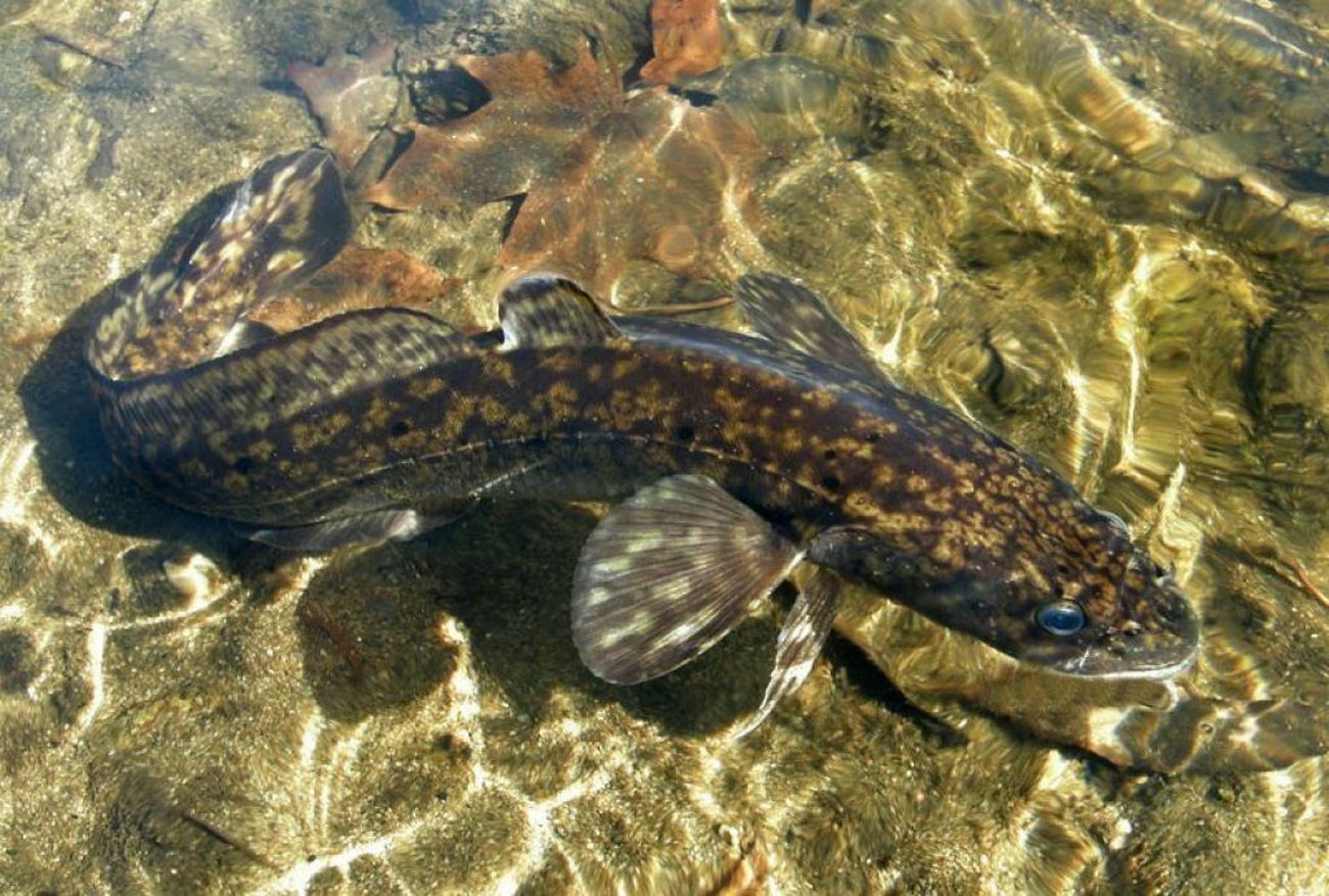 морской налим баренцева моря